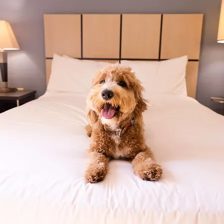 Sonesta Simply Suites Houston Citycentre I-10 West-3